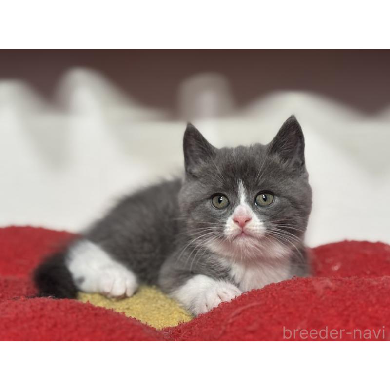 販売中の神奈川県のスコティッシュフォールド-132612の12枚目