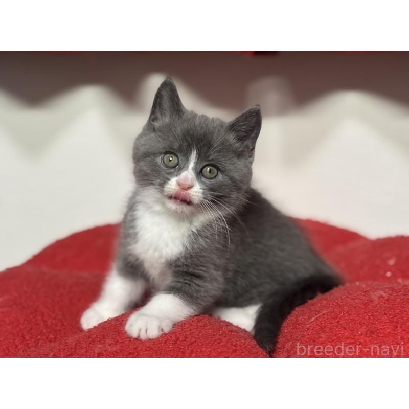 販売中の神奈川県のスコティッシュフォールド-132612の10枚目