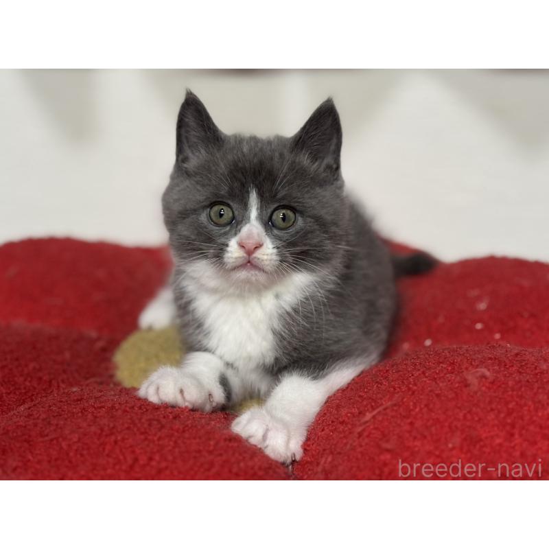 販売中の神奈川県のスコティッシュフォールド-132612の9枚目