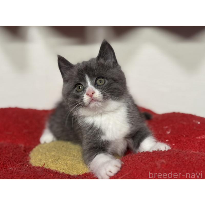 販売中の神奈川県のスコティッシュフォールド-132612の8枚目