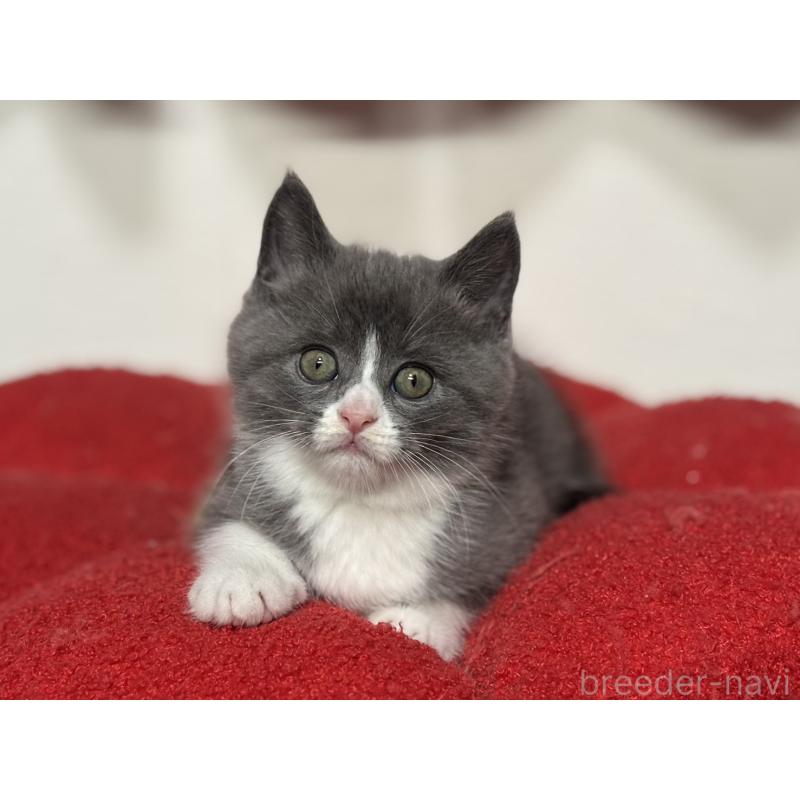 販売中の神奈川県のスコティッシュフォールド-132612の7枚目