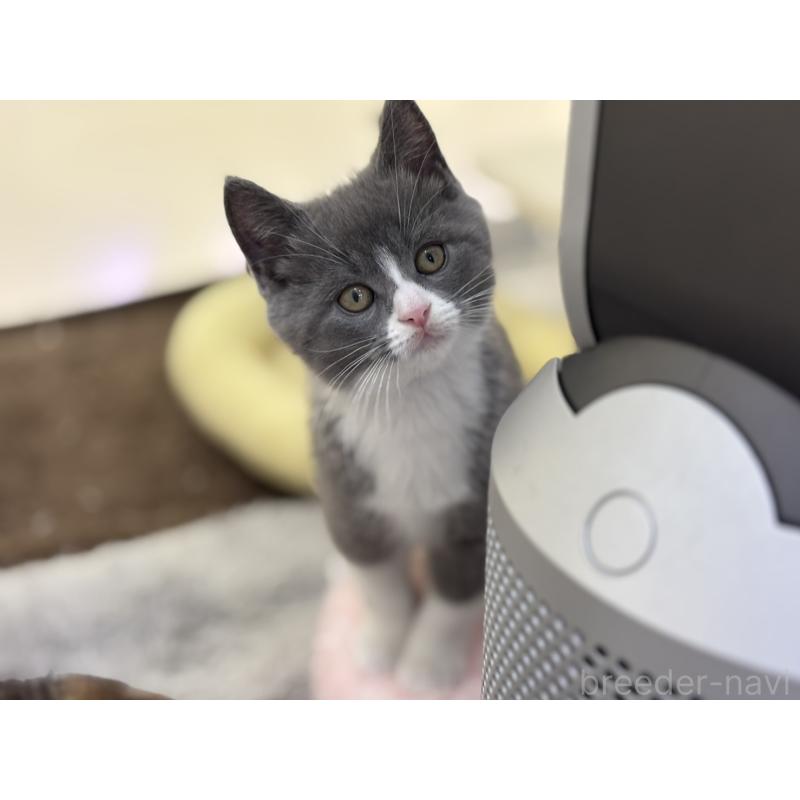 販売中の神奈川県のスコティッシュフォールド-132612の5枚目