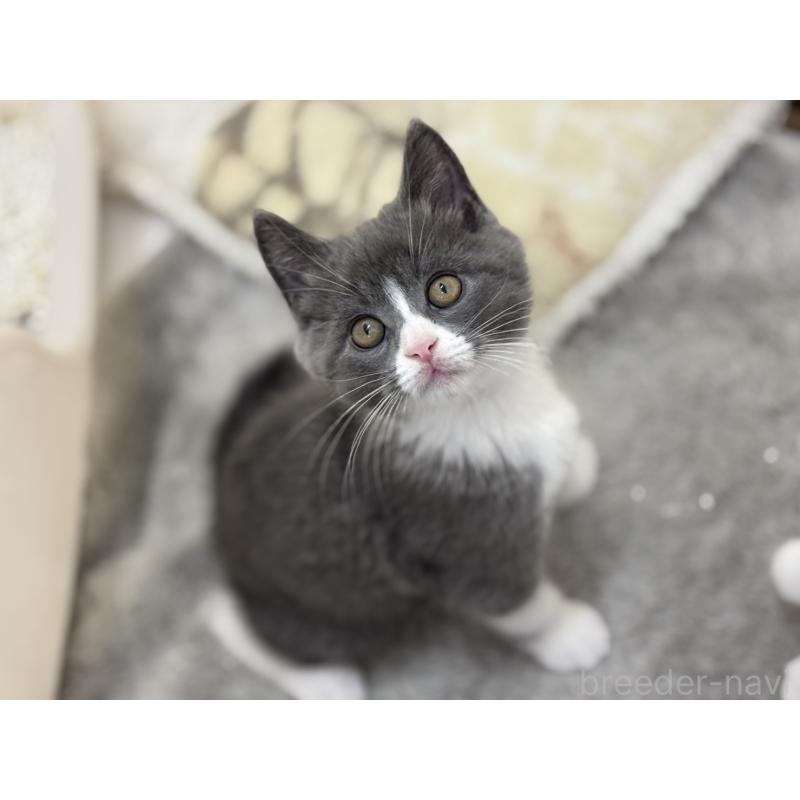 販売中の神奈川県のスコティッシュフォールド-132612の3枚目