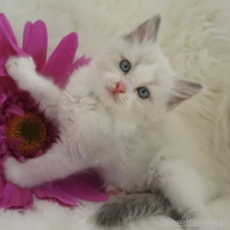 販売中の埼玉県のラグドール-132613