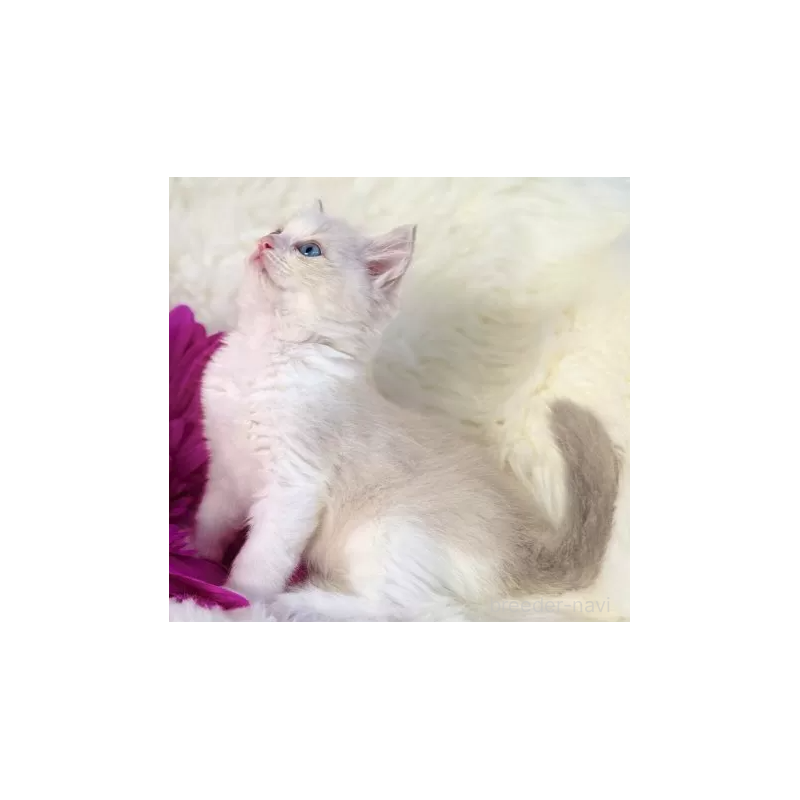 販売中の埼玉県のラグドール-132614の1枚目