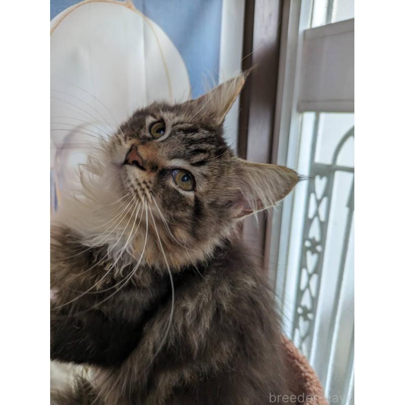 販売中の大阪府のメインクーン-132615の12枚目