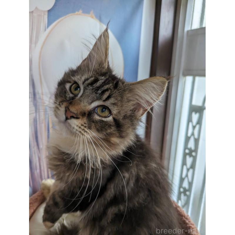 販売中の大阪府のメインクーン-132615の11枚目