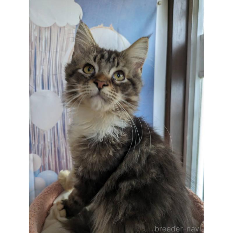 販売中の大阪府のメインクーン-132615の10枚目