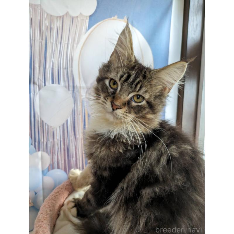 販売中の大阪府のメインクーン-132615