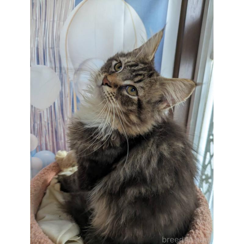 販売中の大阪府のメインクーン-132615の9枚目