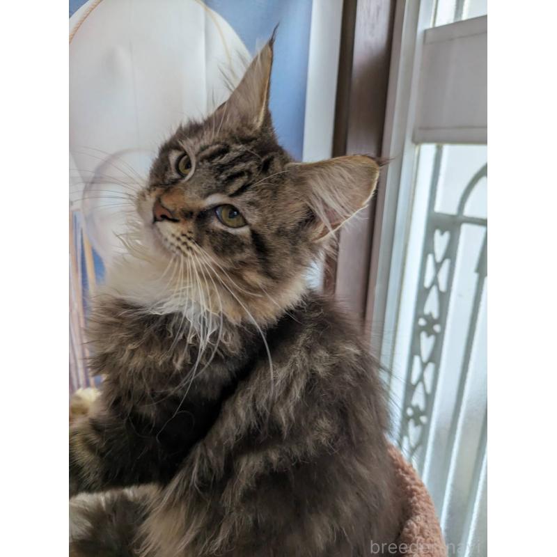 販売中の大阪府のメインクーン-132615の5枚目