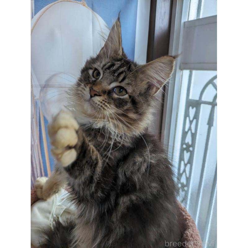 販売中の大阪府のメインクーン-132615の4枚目