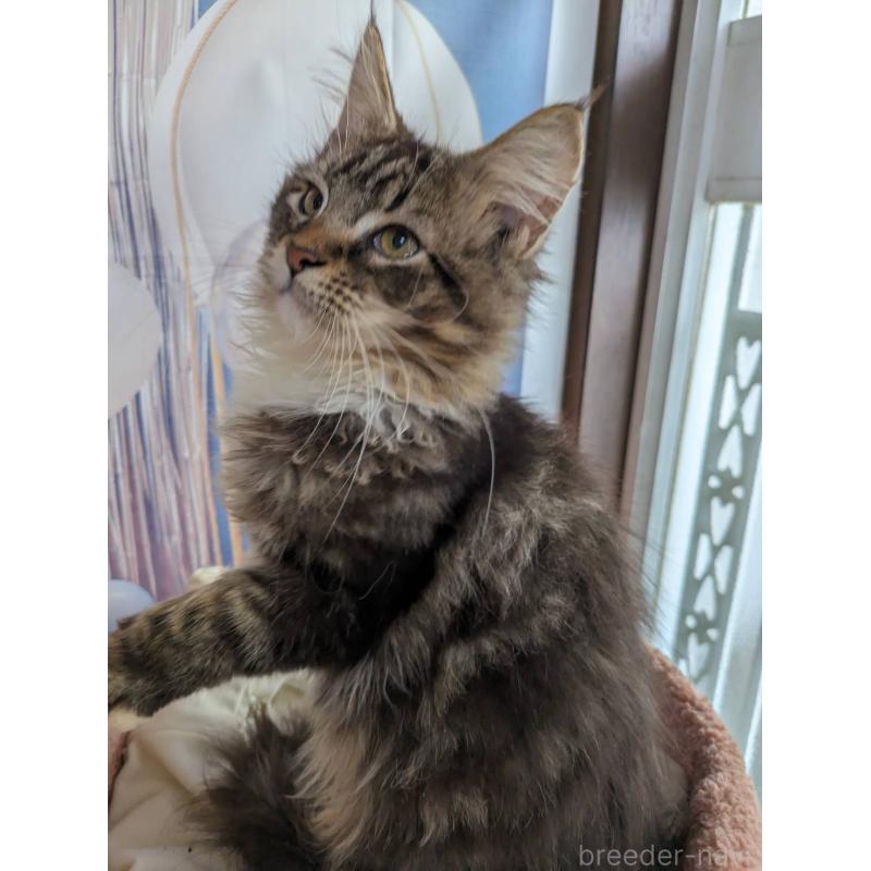 販売中の大阪府のメインクーン-132615の3枚目