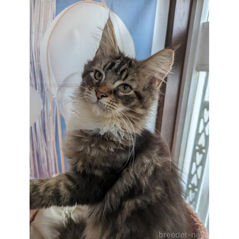 販売中の大阪府のメインクーン-132615の2枚目