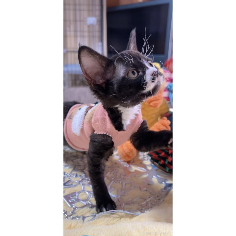 販売中の岐阜県のデボンレックス-132617の8枚目