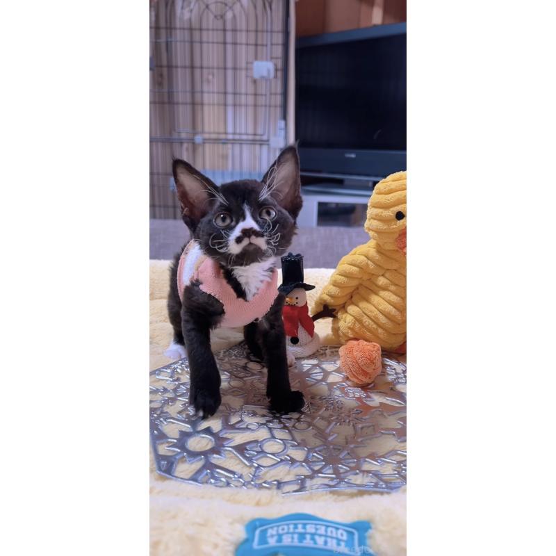 販売中の岐阜県のデボンレックス-132617の7枚目