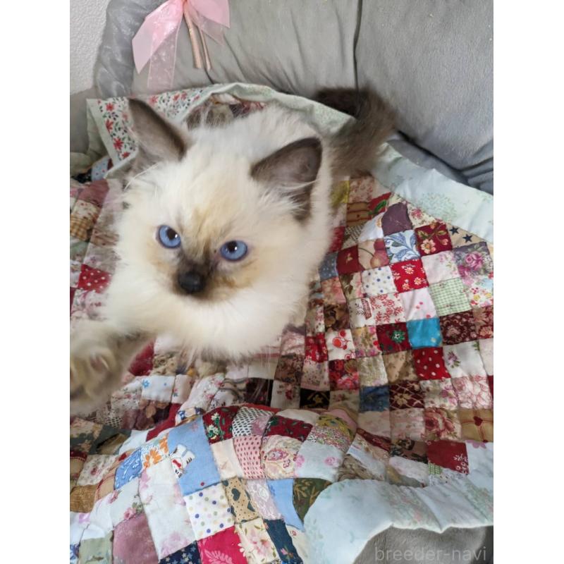 販売中の大阪府のラグドール-132616の12枚目