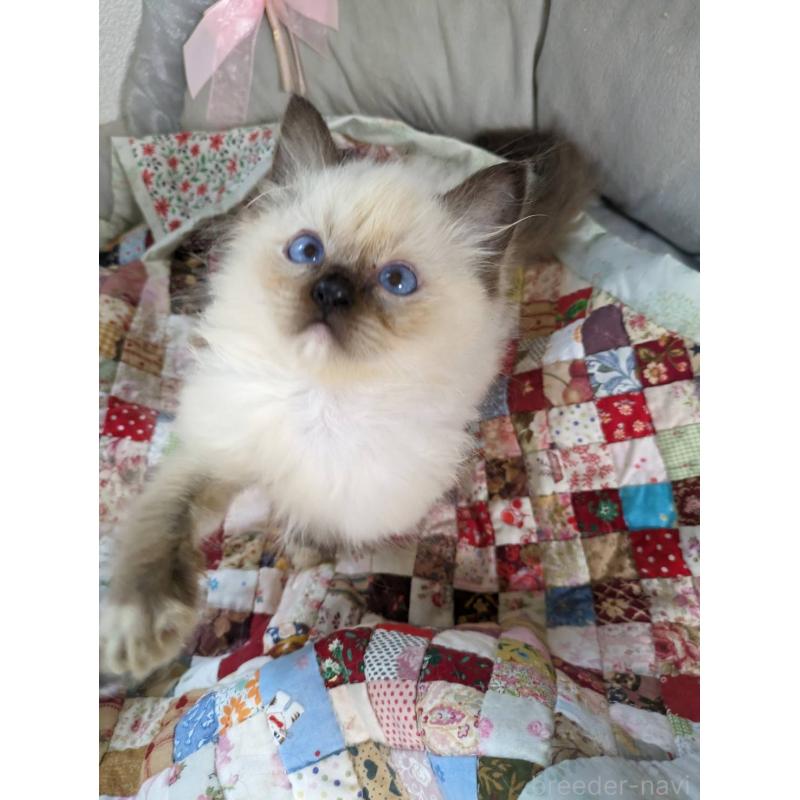 販売中の大阪府のラグドール-132616の1枚目