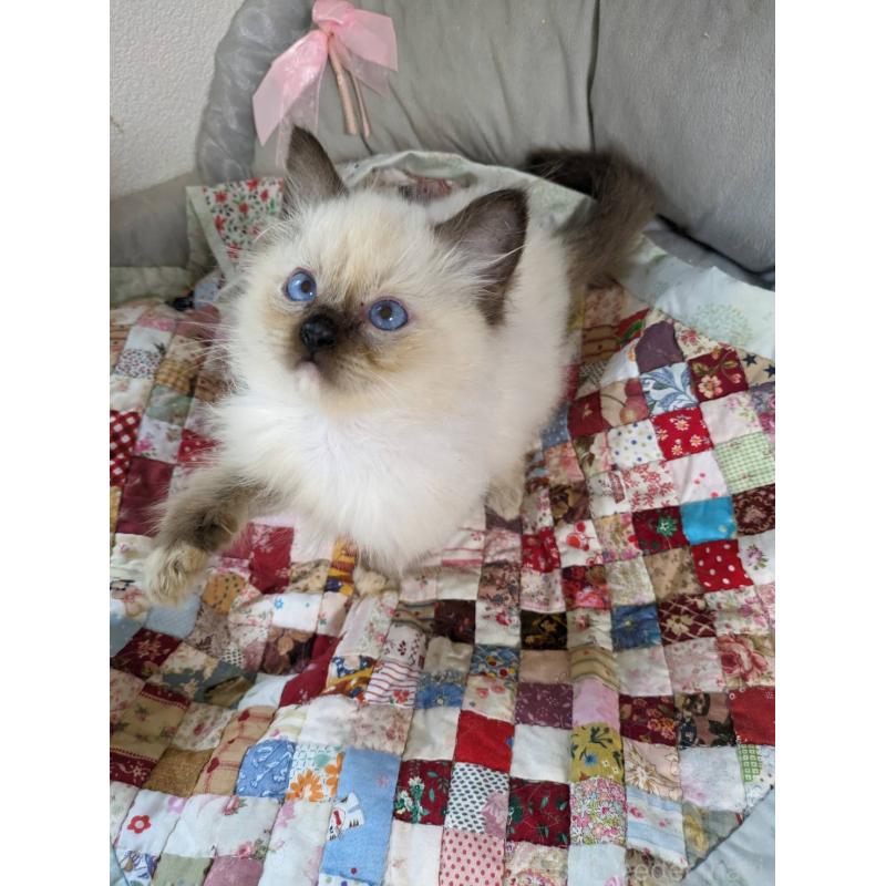 販売中の大阪府のラグドール-132616の9枚目