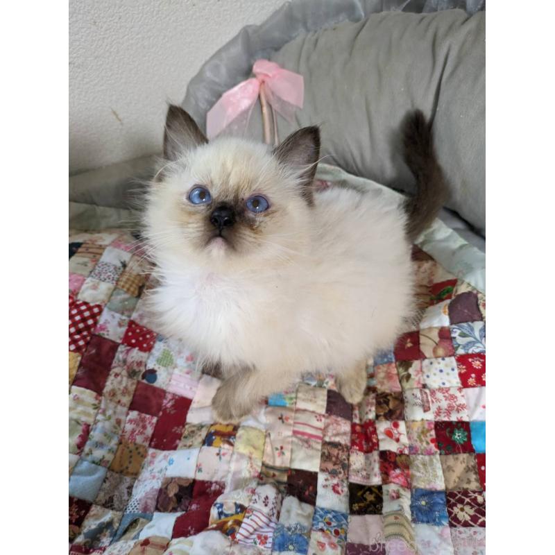 販売中の大阪府のラグドール-132616の6枚目