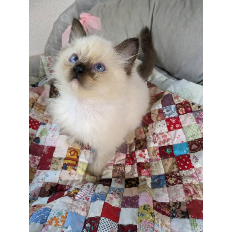 販売中の大阪府のラグドール-132616の5枚目