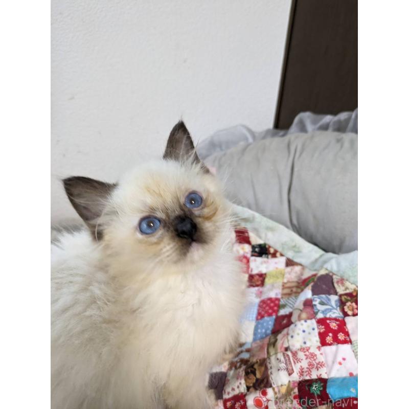 販売中の大阪府のラグドール-132616の2枚目