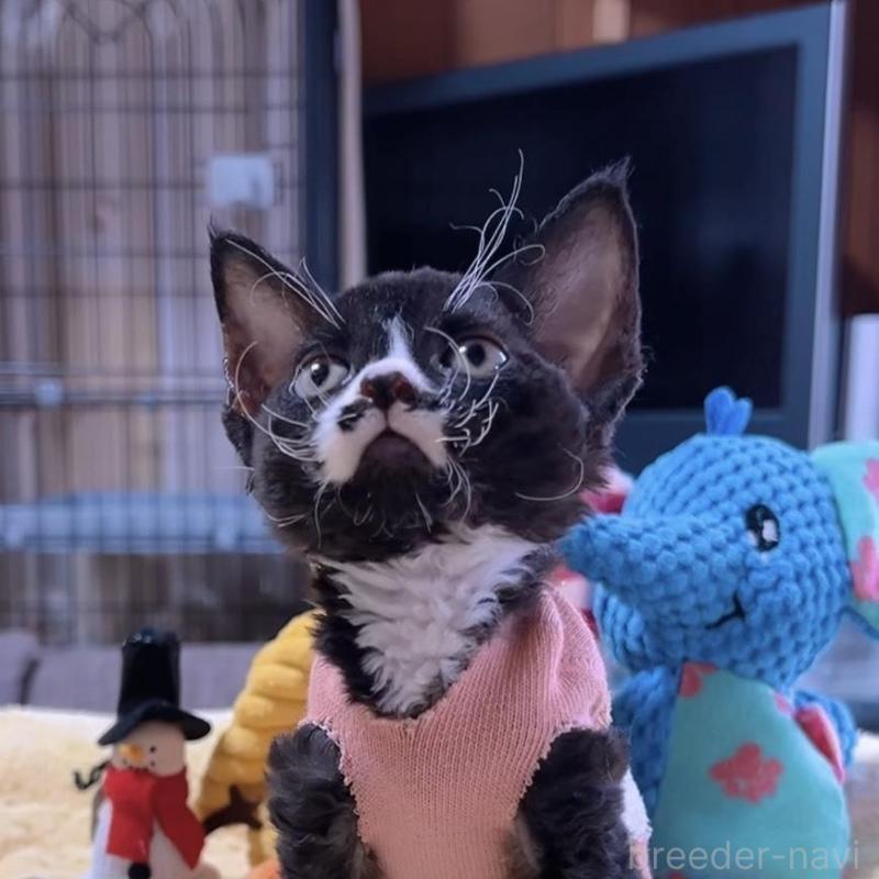 販売中の岐阜県のデボンレックス-132617の6枚目