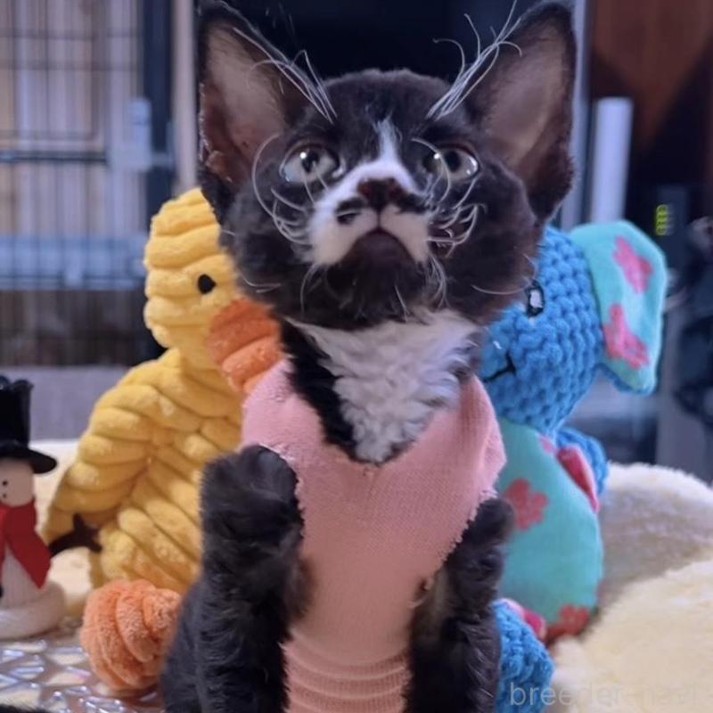 販売中の岐阜県のデボンレックス-132617の5枚目