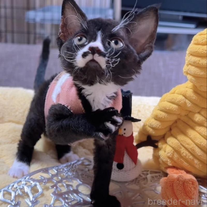 販売中の岐阜県のデボンレックス-132617の4枚目