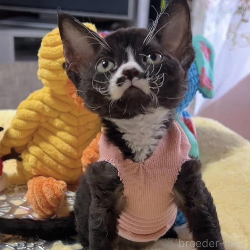 販売中の岐阜県のデボンレックス-132617の3枚目