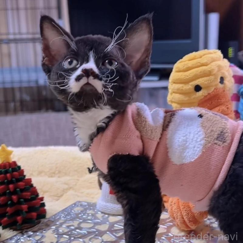 販売中の岐阜県のデボンレックス-132617の2枚目