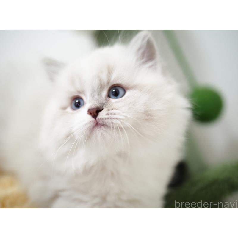 成約済の埼玉県のラグドール-131231の10枚目