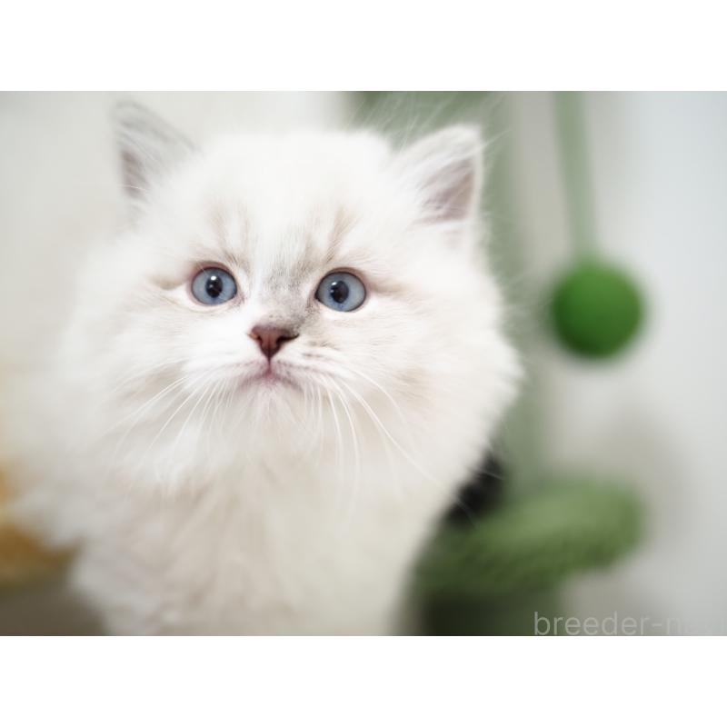 成約済の埼玉県のラグドール-131231の9枚目