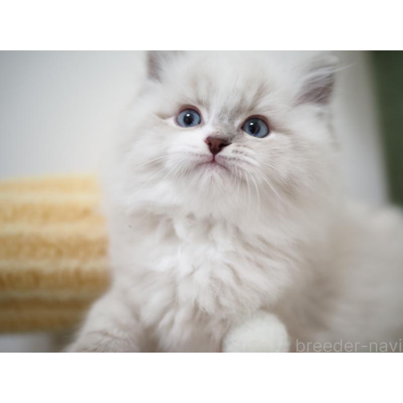 成約済の埼玉県のラグドール-131231の7枚目