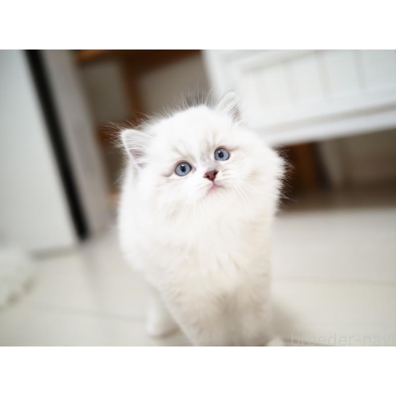 成約済の埼玉県のラグドール-131231の2枚目