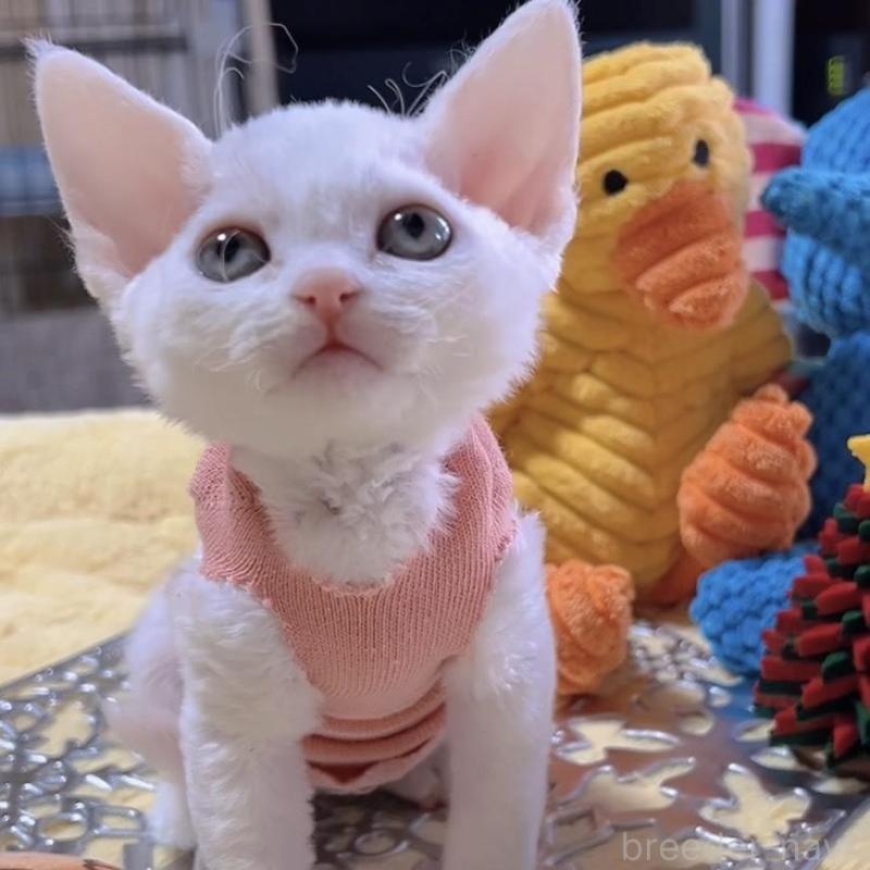 販売中の岐阜県のデボンレックス-132618の12枚目