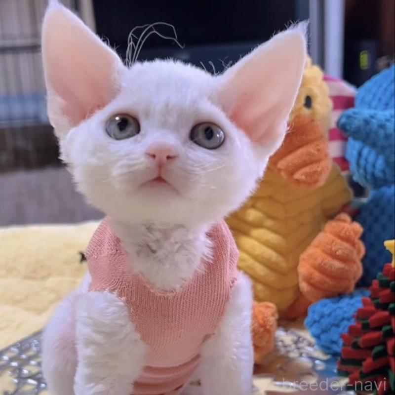 販売中の岐阜県のデボンレックス-132618の1枚目