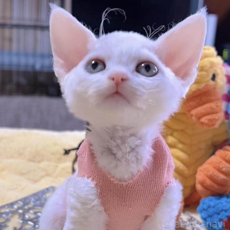 販売中の岐阜県のデボンレックス-132618の11枚目