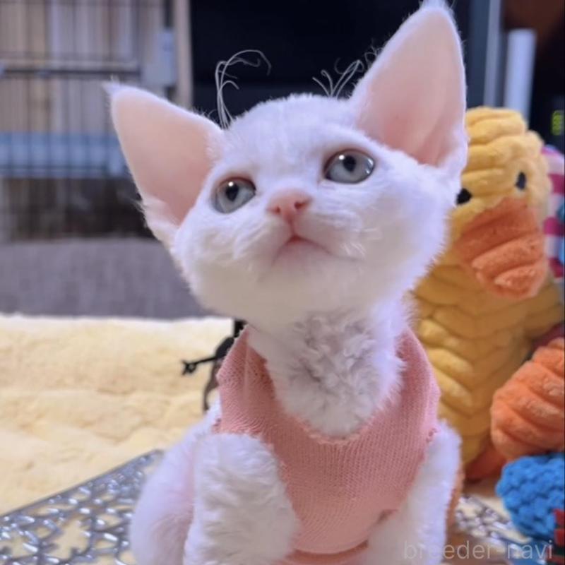 販売中の岐阜県のデボンレックス-132618の10枚目