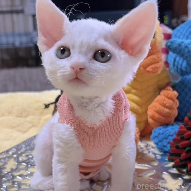 販売中の岐阜県のデボンレックス-132618の9枚目