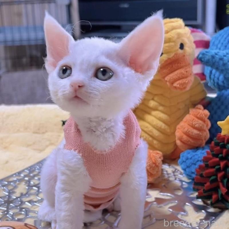 販売中の岐阜県のデボンレックス-132618の8枚目