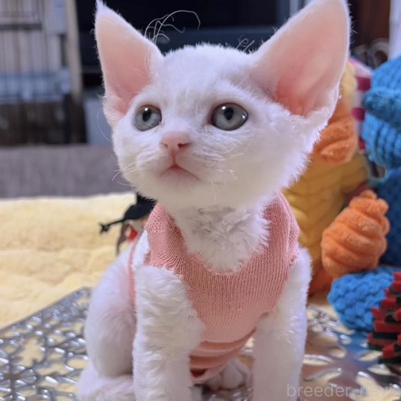 販売中の岐阜県のデボンレックス-132618の7枚目