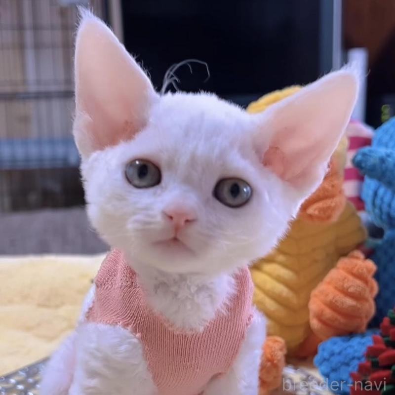 販売中の岐阜県のデボンレックス-132618の6枚目