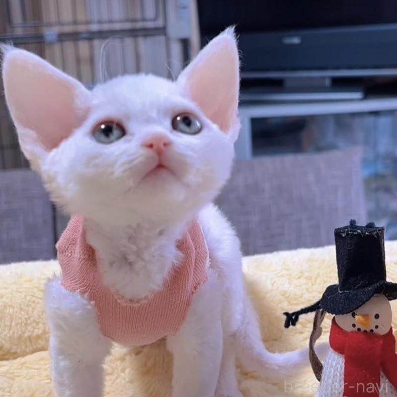 販売中の岐阜県のデボンレックス-132618の5枚目