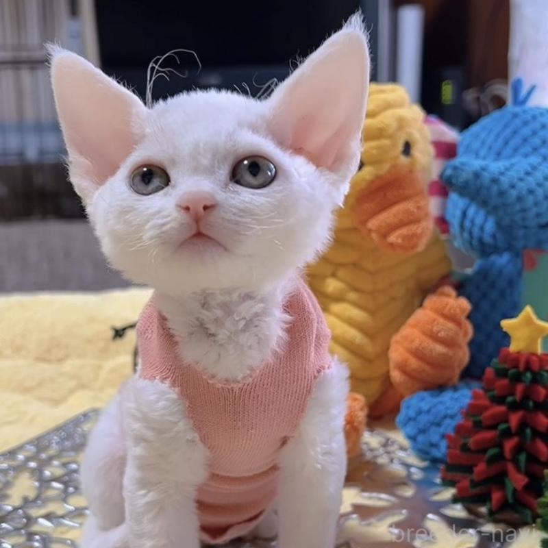 販売中の岐阜県のデボンレックス-132618の4枚目