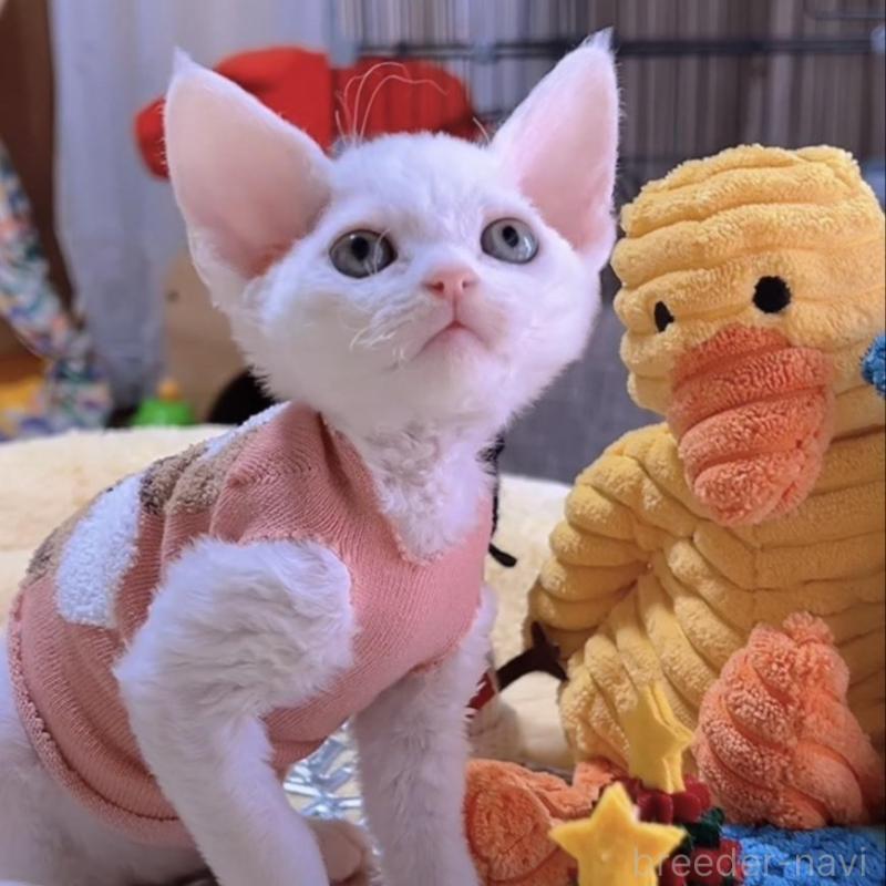 販売中の岐阜県のデボンレックス-132618の3枚目