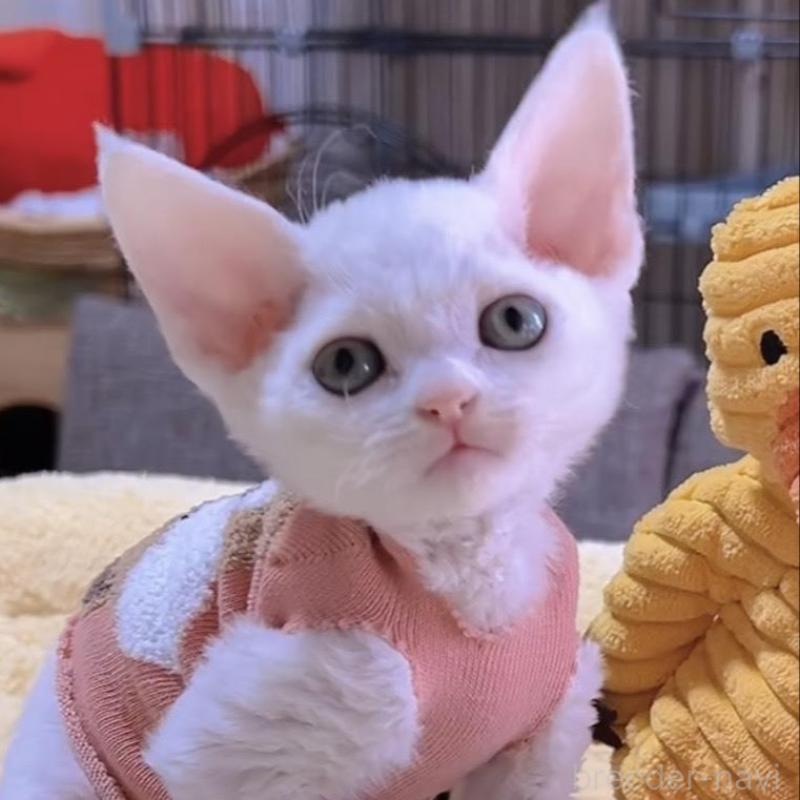 販売中の岐阜県のデボンレックス-132618の2枚目