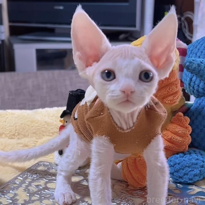 販売中の岐阜県のデボンレックス-132619の9枚目