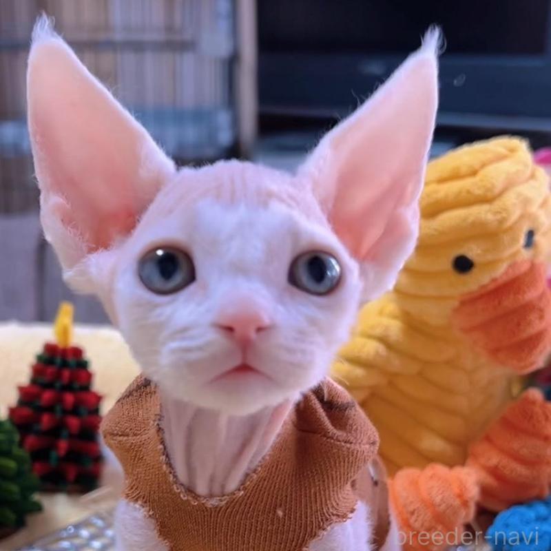 販売中の岐阜県のデボンレックス-132619の8枚目