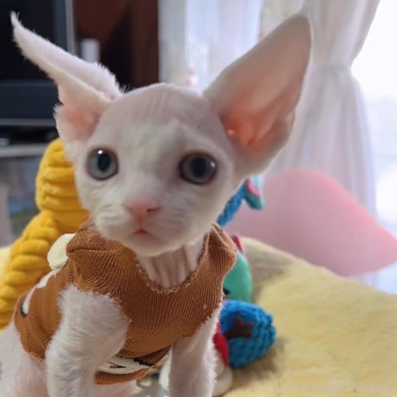 販売中の岐阜県のデボンレックス-132619の7枚目